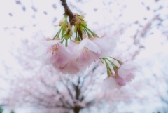 Spring color②