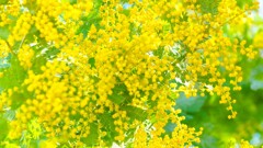 黄色い世界②