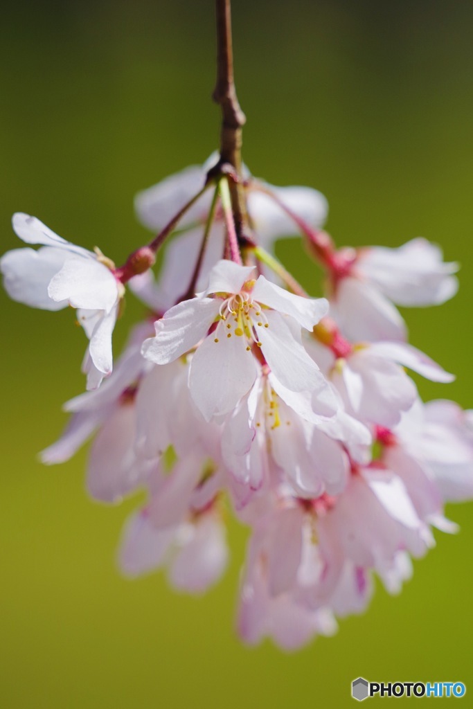 桜週間⑤−1