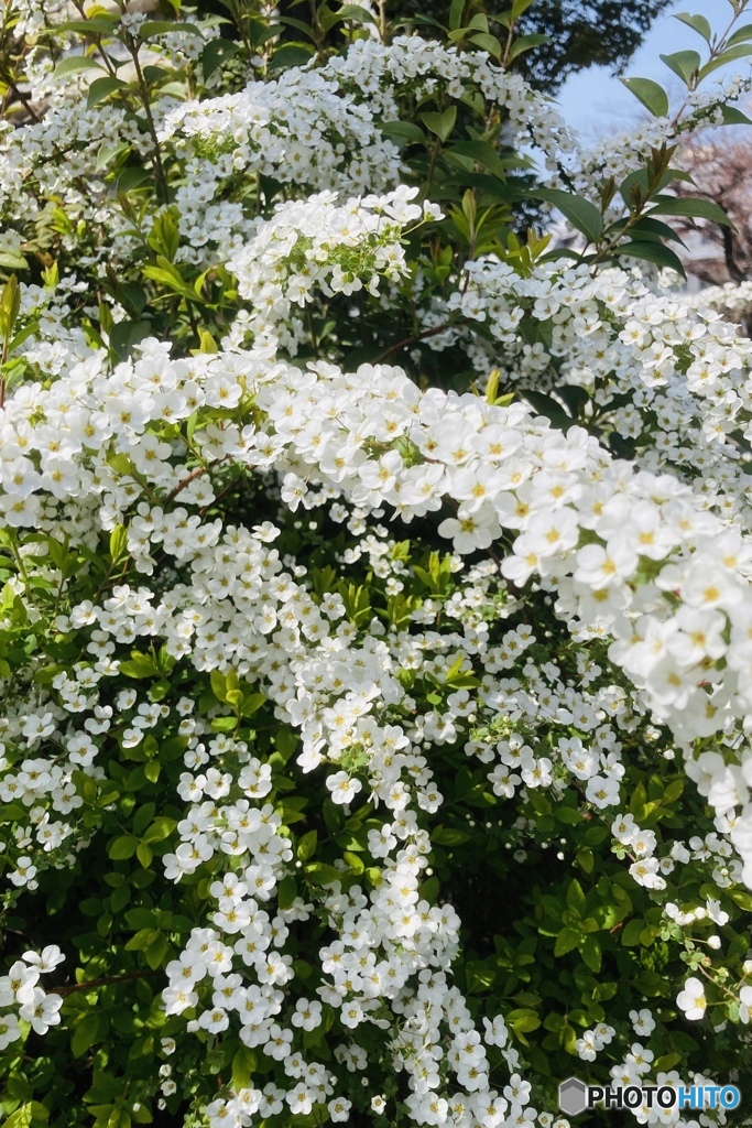 ユキヤナギ