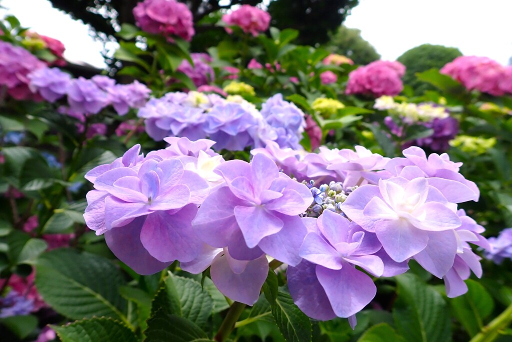 旬華