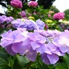旬華