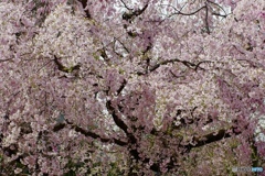 枝垂れ桜　満開②(^_−)−☆