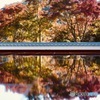 床モミジ紅葉リフレクション（Ⅲ）