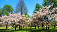 八重桜と新緑