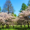 八重桜と新緑