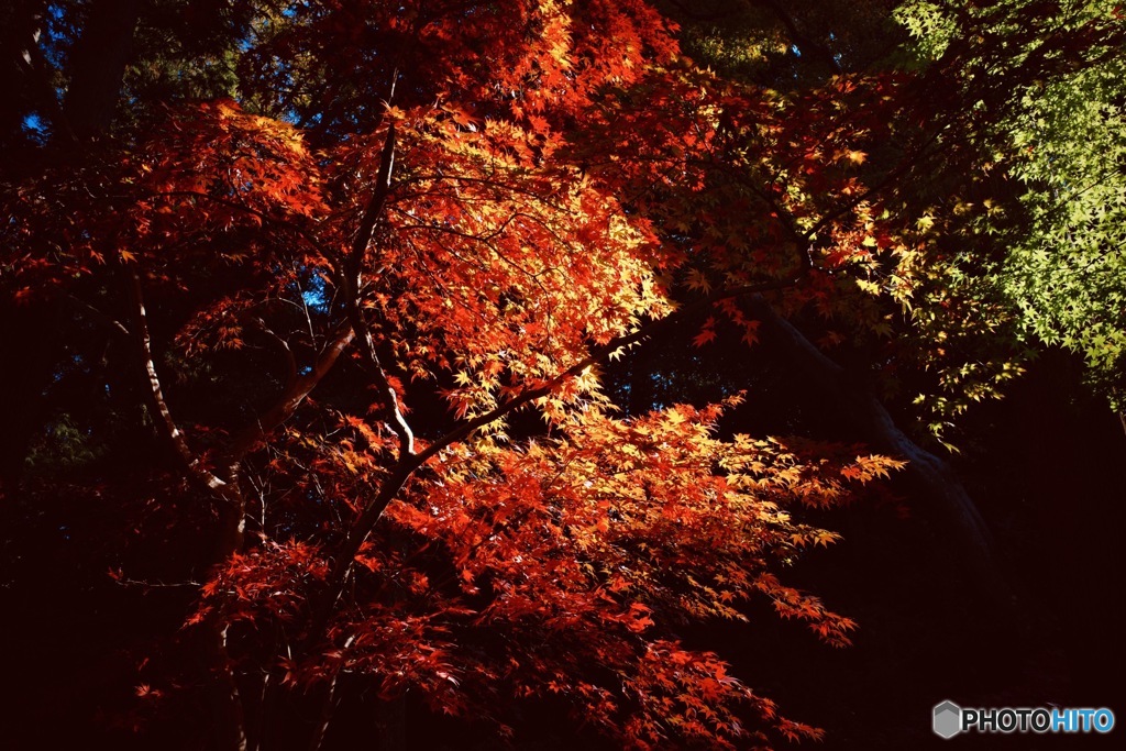 晩秋の彩③