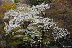 桜週間⑧−3「心の美しさ」〜オオシマザクラ