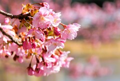 川面の春