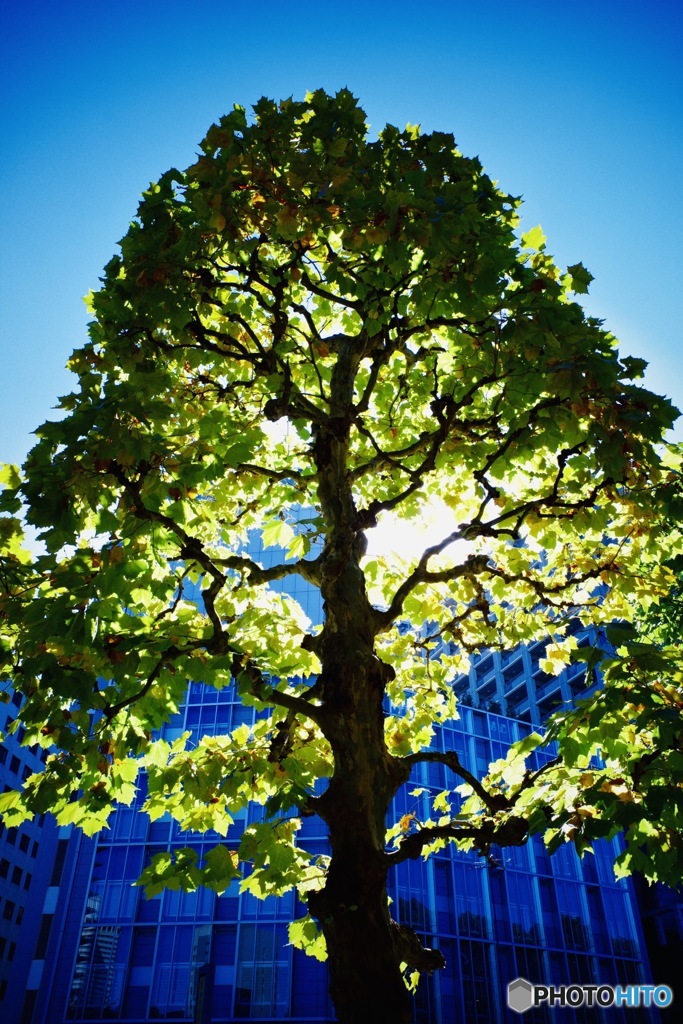 Roadside tree