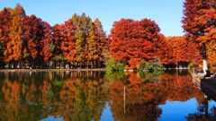 映りこむ逆さ紅葉⑤