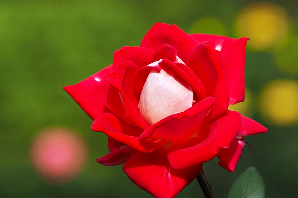 秋薔薇④