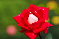 秋薔薇④