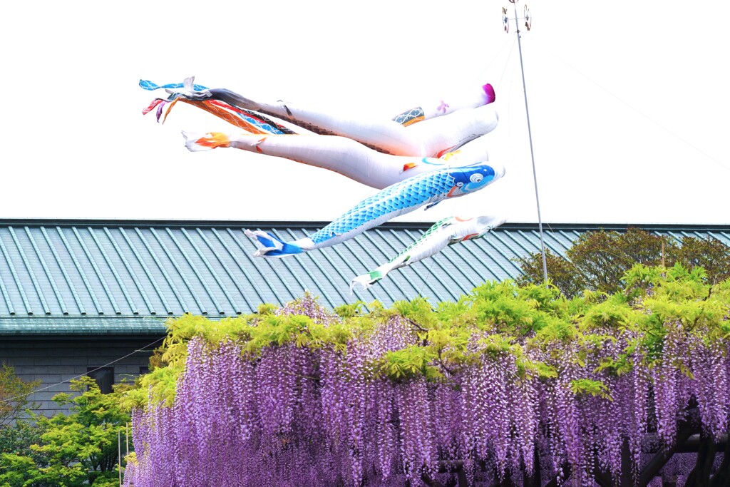 薫風