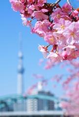 春爛漫①-2