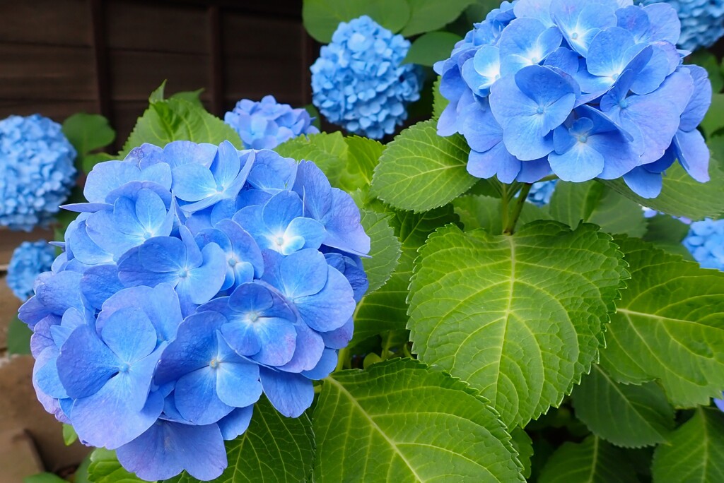 初夏の彩り「冷淡」