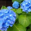 初夏の彩り「冷淡」
