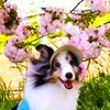 ワンちゃんポトレ①
