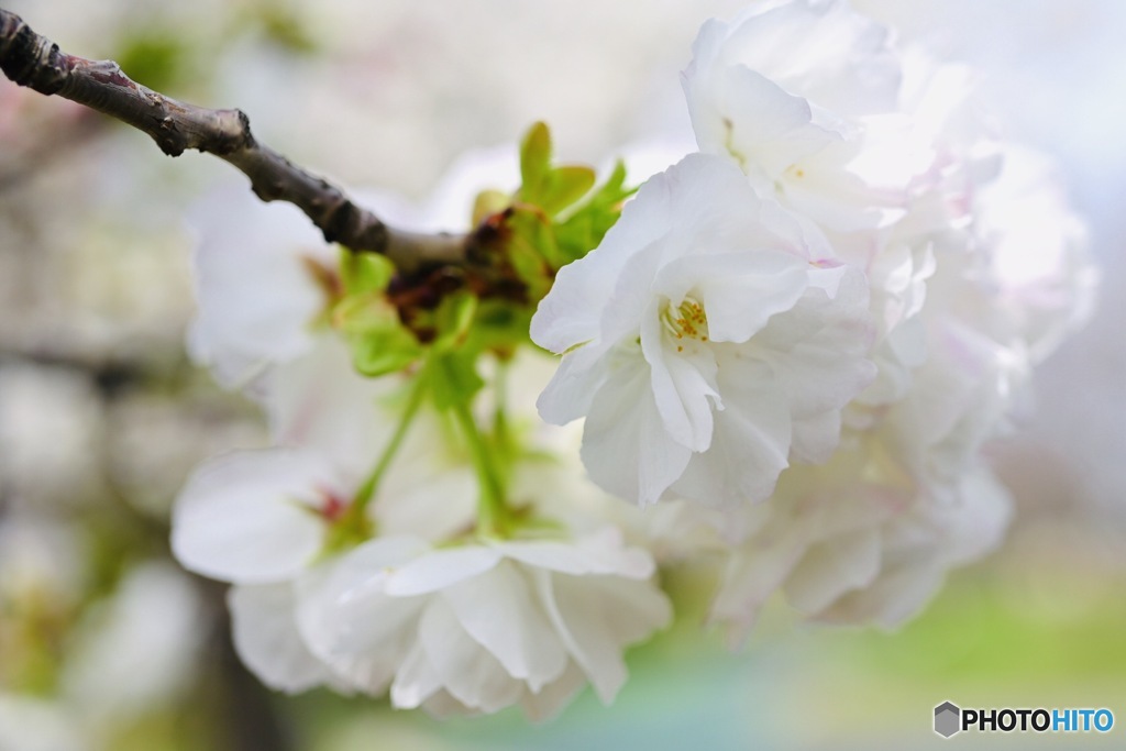 里桜(白妙)