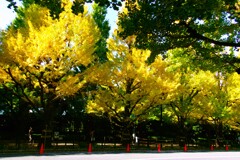 degital・銀杏並木②