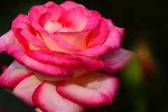 Autumn rose⑧-2(終）