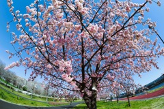川沿いの散歩道
