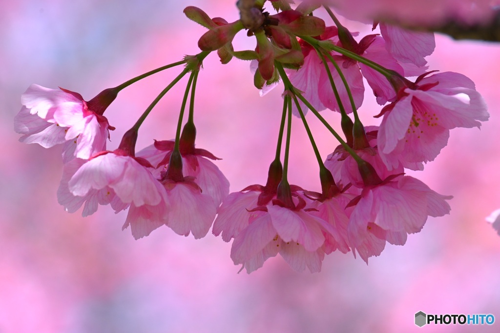 Cherry-blossom color②