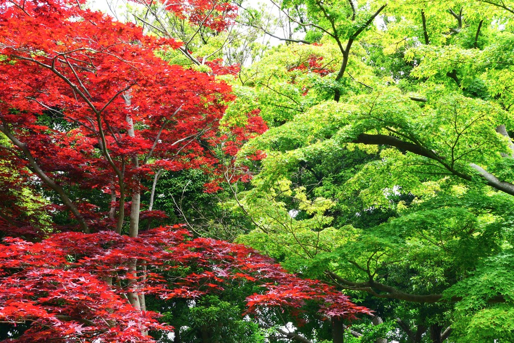 夏紅葉