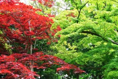 夏紅葉