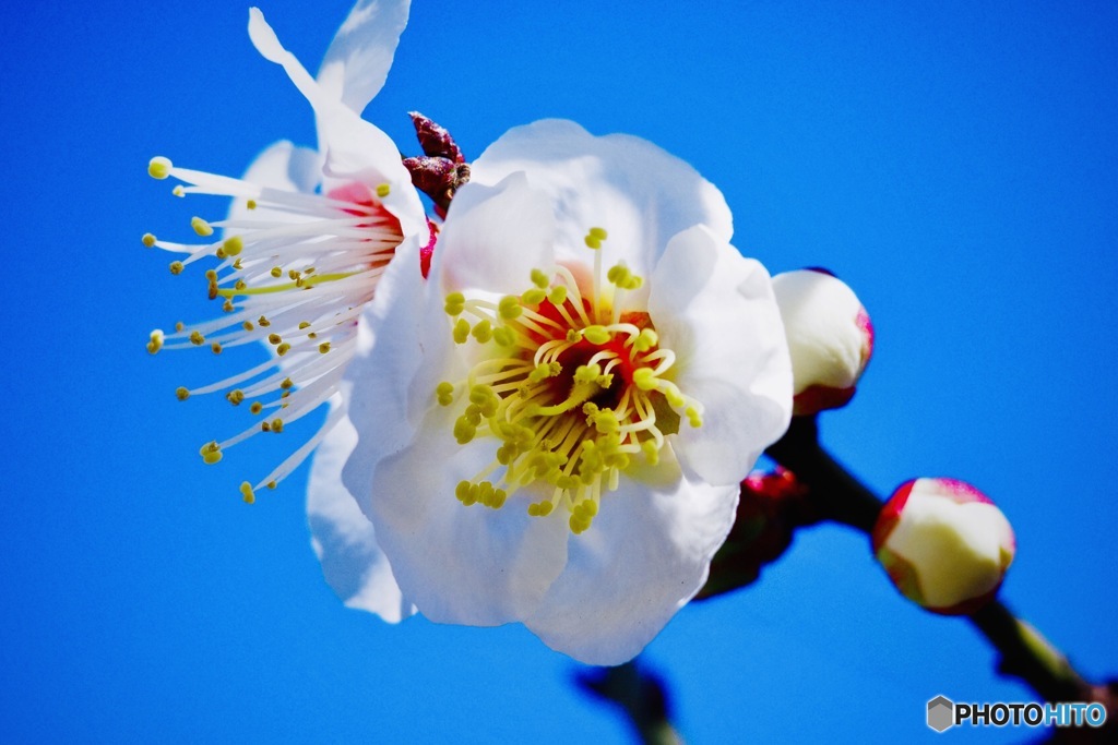 白梅に蒼空