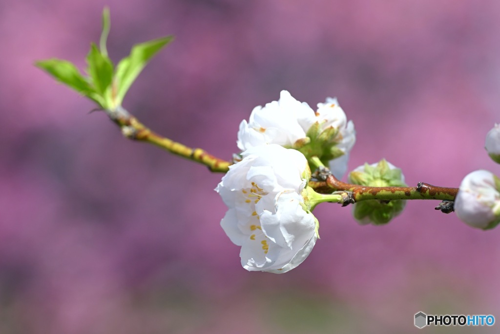 桜コラボレーション②