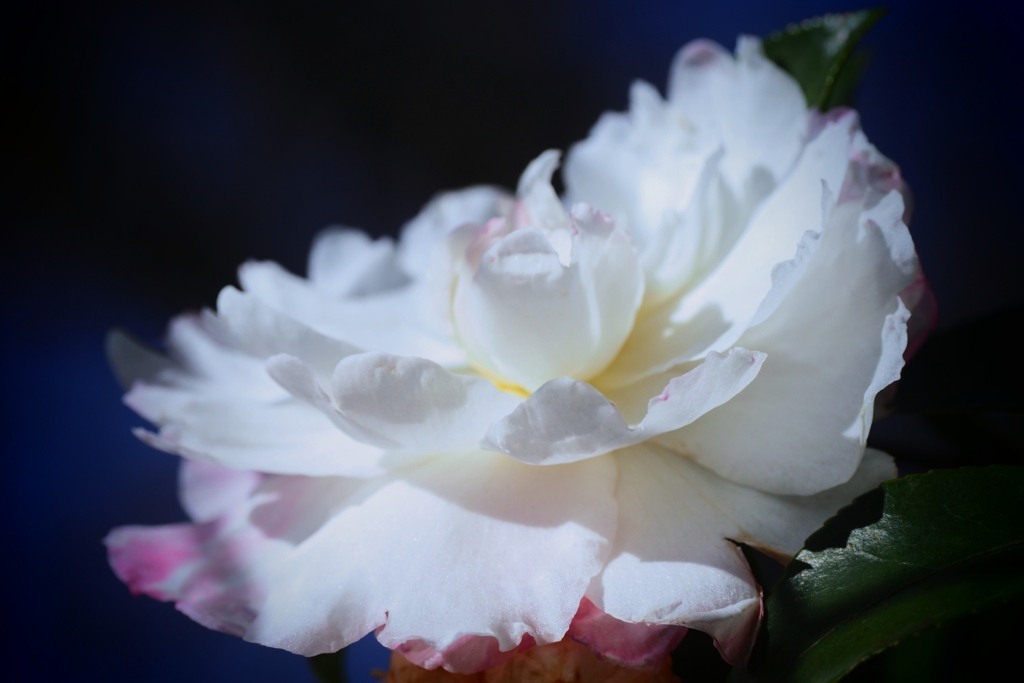 あなたは私の愛を退ける