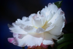 あなたは私の愛を退ける