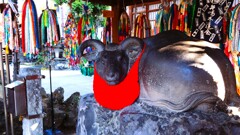 牛にまつわる信仰(撫で牛)