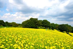 晩夏の花畑