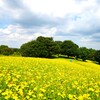 晩夏の花畑