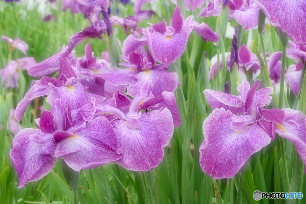 水無月 花菖蒲  Ⅵ