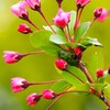 花海棠
