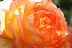 秋薔薇②