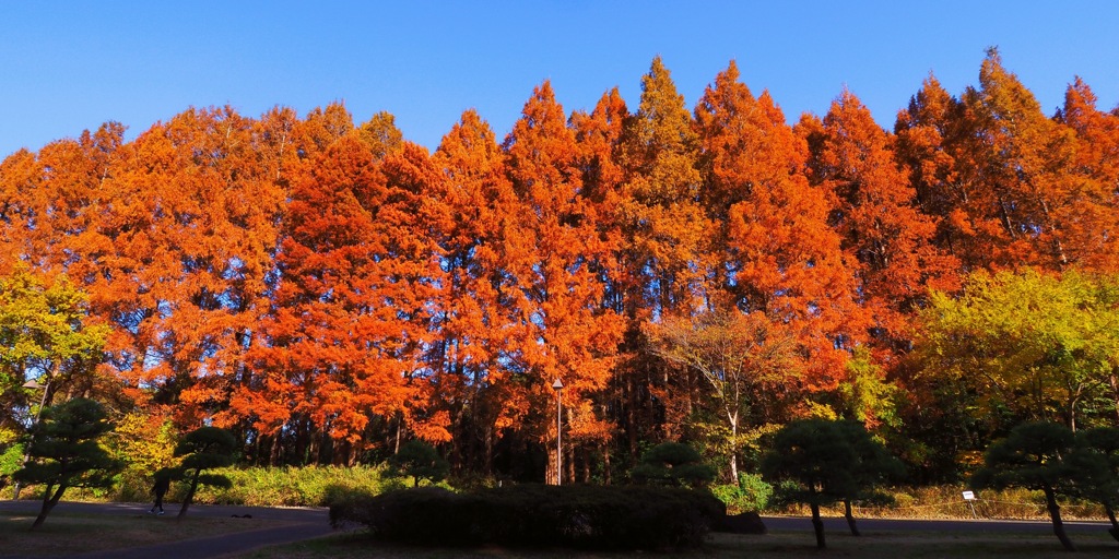 初冬に染まる①