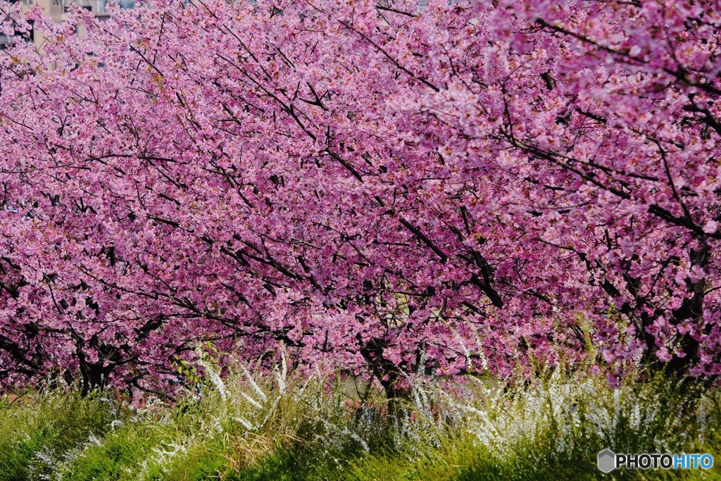 大寒桜　満開(^_−)−☆②