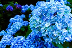 飛鳥の小径(紫陽花ロード)②