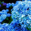 飛鳥の小径(紫陽花ロード)②