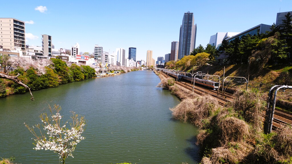 外濠の桜
