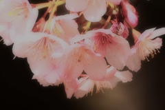 早春を飾る淡紅色②