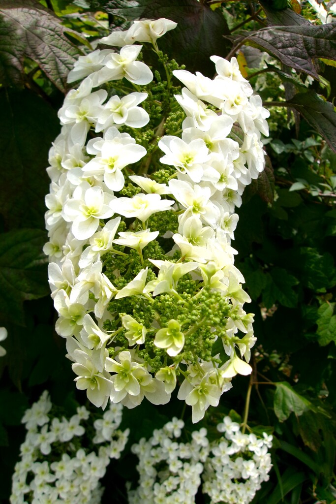 柏葉紫陽花