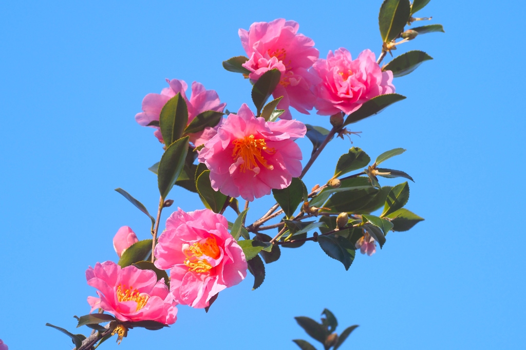 あなたが最も美しい