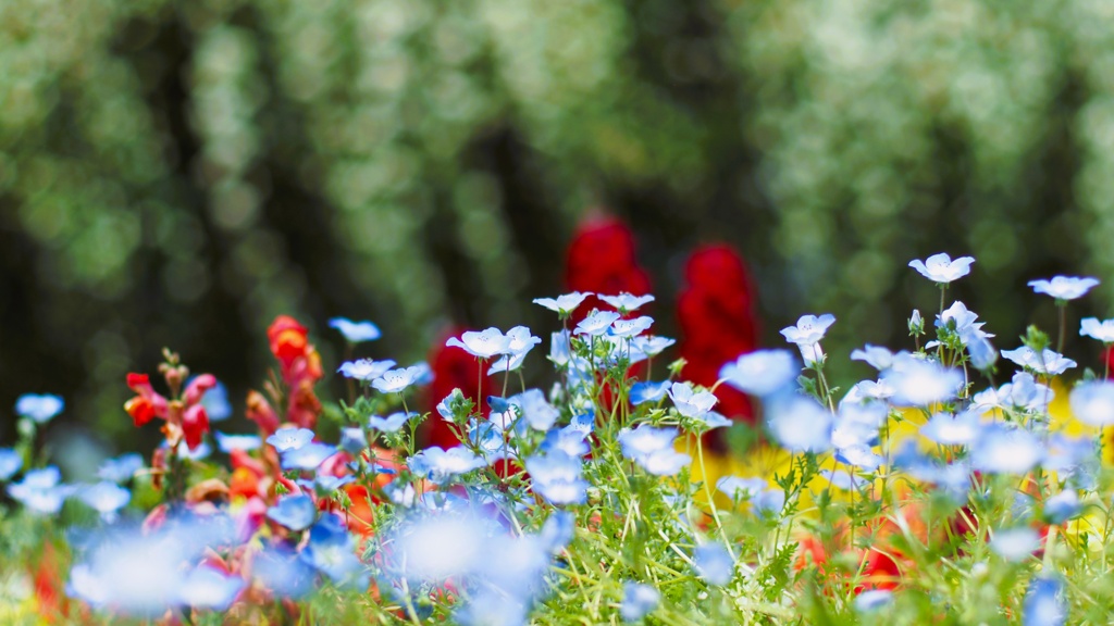 Nemophila Insignis blue⑤