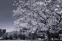 Somei Yoshino・monochrome(degital)