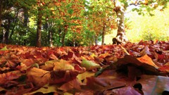 Fallen leaves
